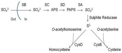 Involvement of Sulfur in the Biosynthesis of Essential Metabolites in Pathogenic Fungi of Animals, Particularly Aspergillus spp.: Molecular and Therapeutic Implications